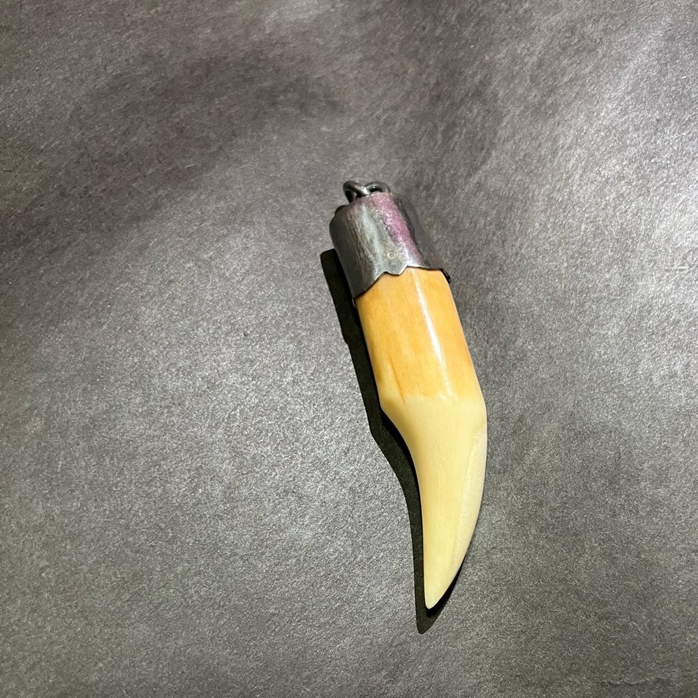 Elephant Fang From Thailand
